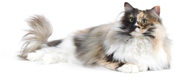 http://www.wikichat.fr/chat-norvegien le chat norvegien wikichat
