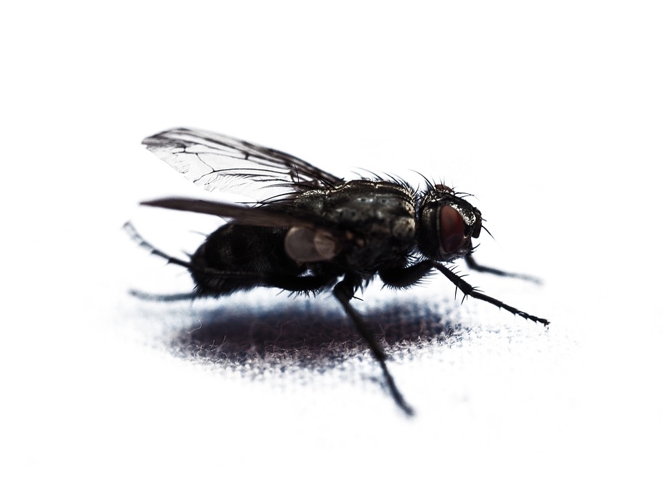 Comment faire fuir les insectes à la maison ? - Portail parents