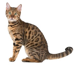 le chat du bengal wikichat