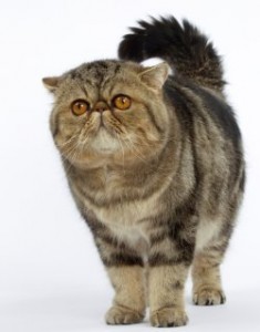 EXOTIC SHORTHAIR